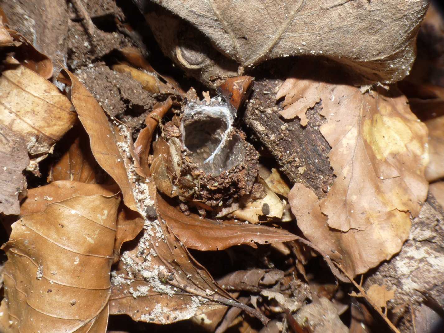 Galleria di Nemesiidae?